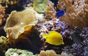Морской аквариум-океанариум на Чистых прудах